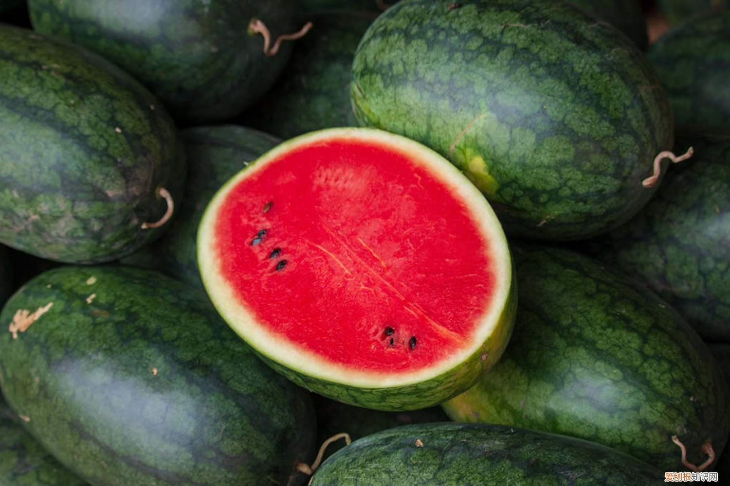 怎样种西瓜高产 怎样种西瓜