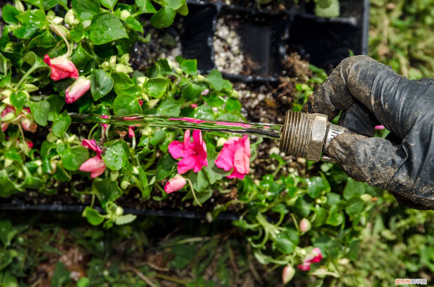 生根粉平常可以浇灌吗 生根粉可以直接浇灌吗