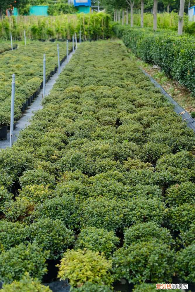 杜鹃花如何养护,提供什么土壤最好 杜鹃花如何养护，提供什么土壤