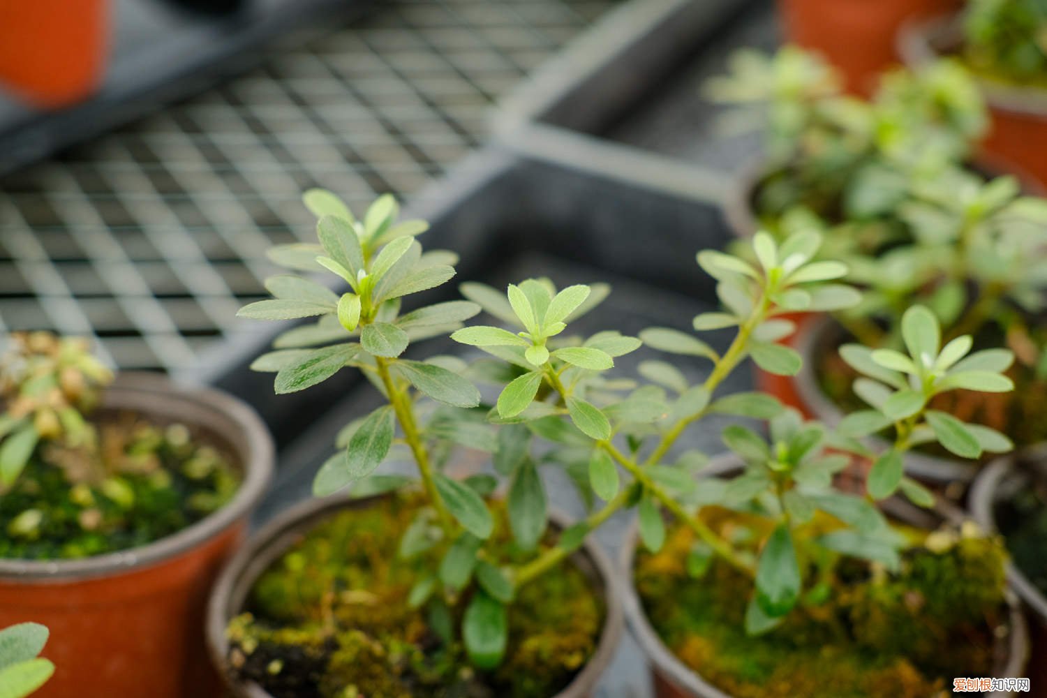 杜鹃花如何养护,提供什么土壤最好 杜鹃花如何养护，提供什么土壤