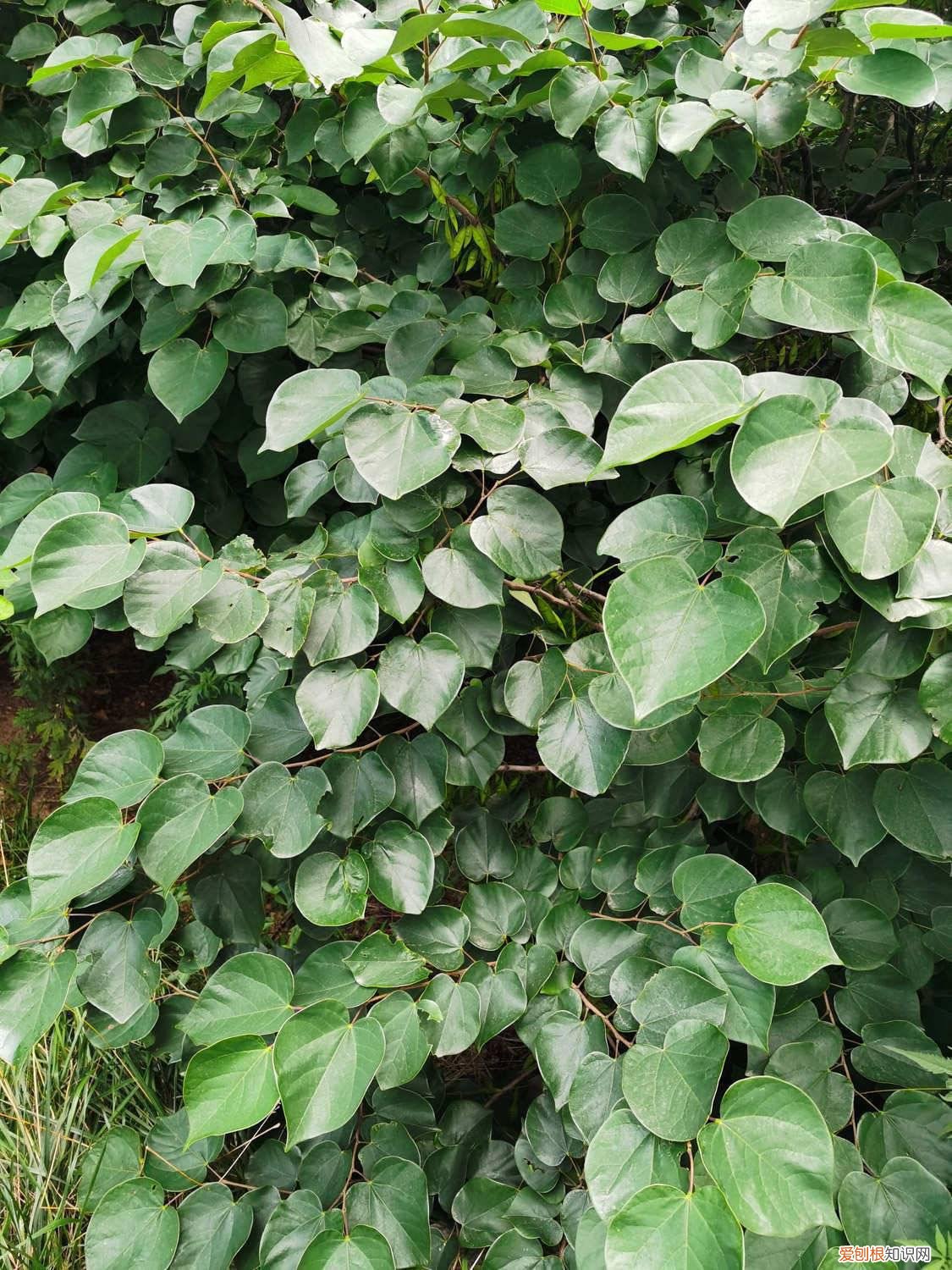 紫竹盆景修剪方法季节 紫荆冬季短截造型能做不,冬季注意事项