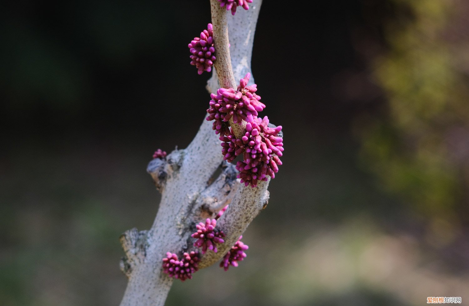 紫竹盆景修剪方法季节 紫荆冬季短截造型能做不,冬季注意事项