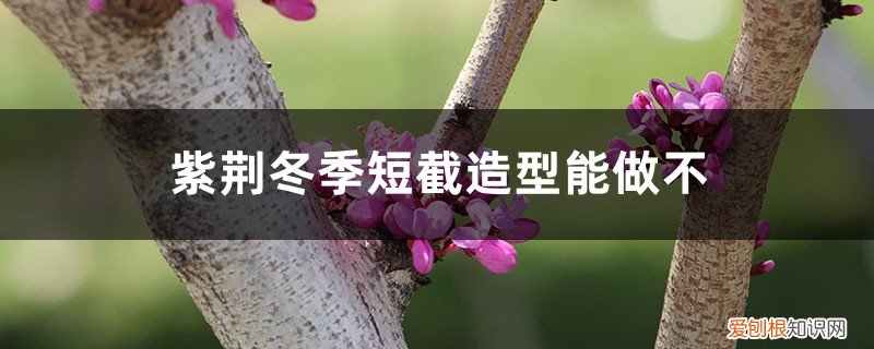 紫竹盆景修剪方法季节 紫荆冬季短截造型能做不,冬季注意事项