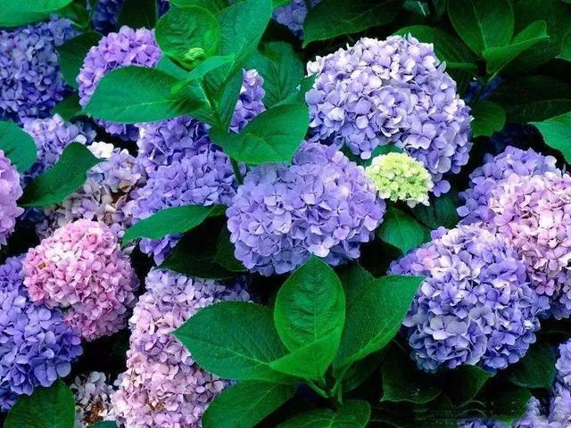 不常浇水的植物叫什么，6种新手必养的“懒人花”，不浇水反而开的更茂盛