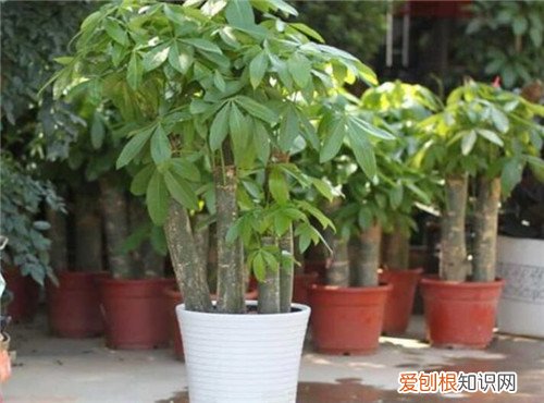 发财树图片大全发财树的功效和作用是什么