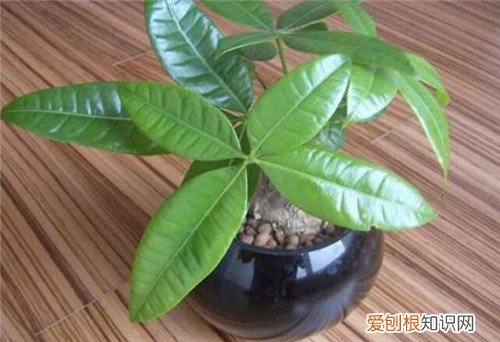 发财树图片大全发财树的功效和作用是什么