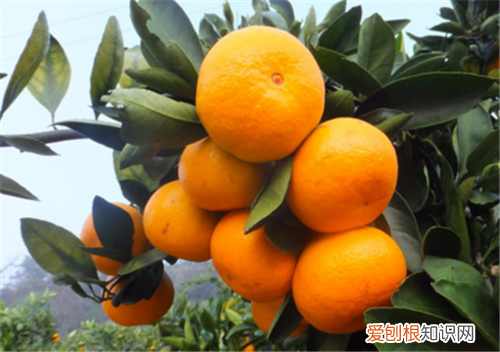 橘子吃了上火吗 怎么吃橘子不上火