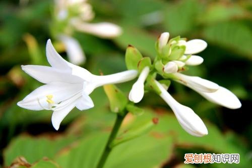 玉簪花的功效与作用大揭秘冬天养花技巧任你挑选