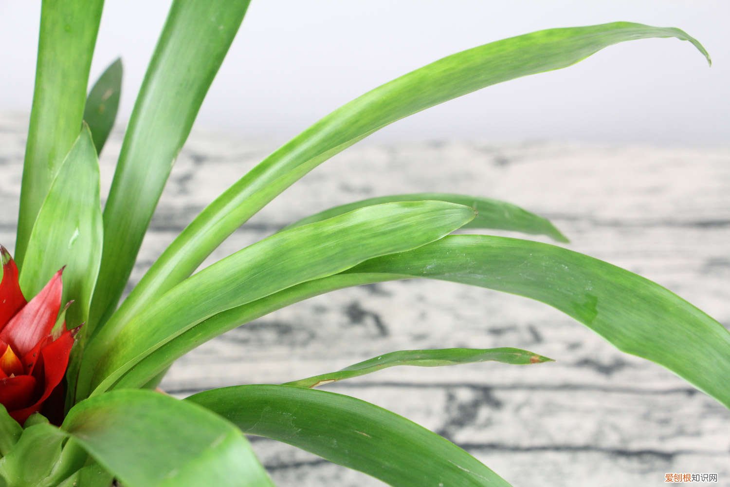 鸿运当头怎么移栽芽苗 鸿运当头怎么移栽