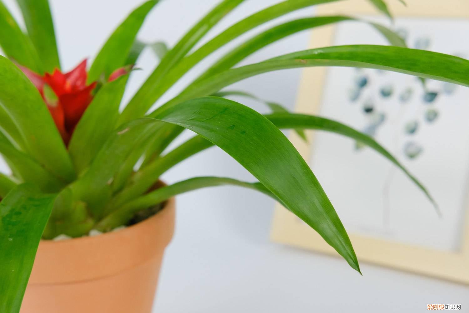 鸿运当头怎么移栽芽苗 鸿运当头怎么移栽