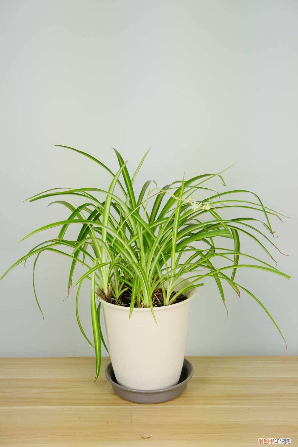 吊兰剪去叶子还能发新芽吗 吊兰叶子全砍光，一夜冒出15个芽，1个月就爆盆！