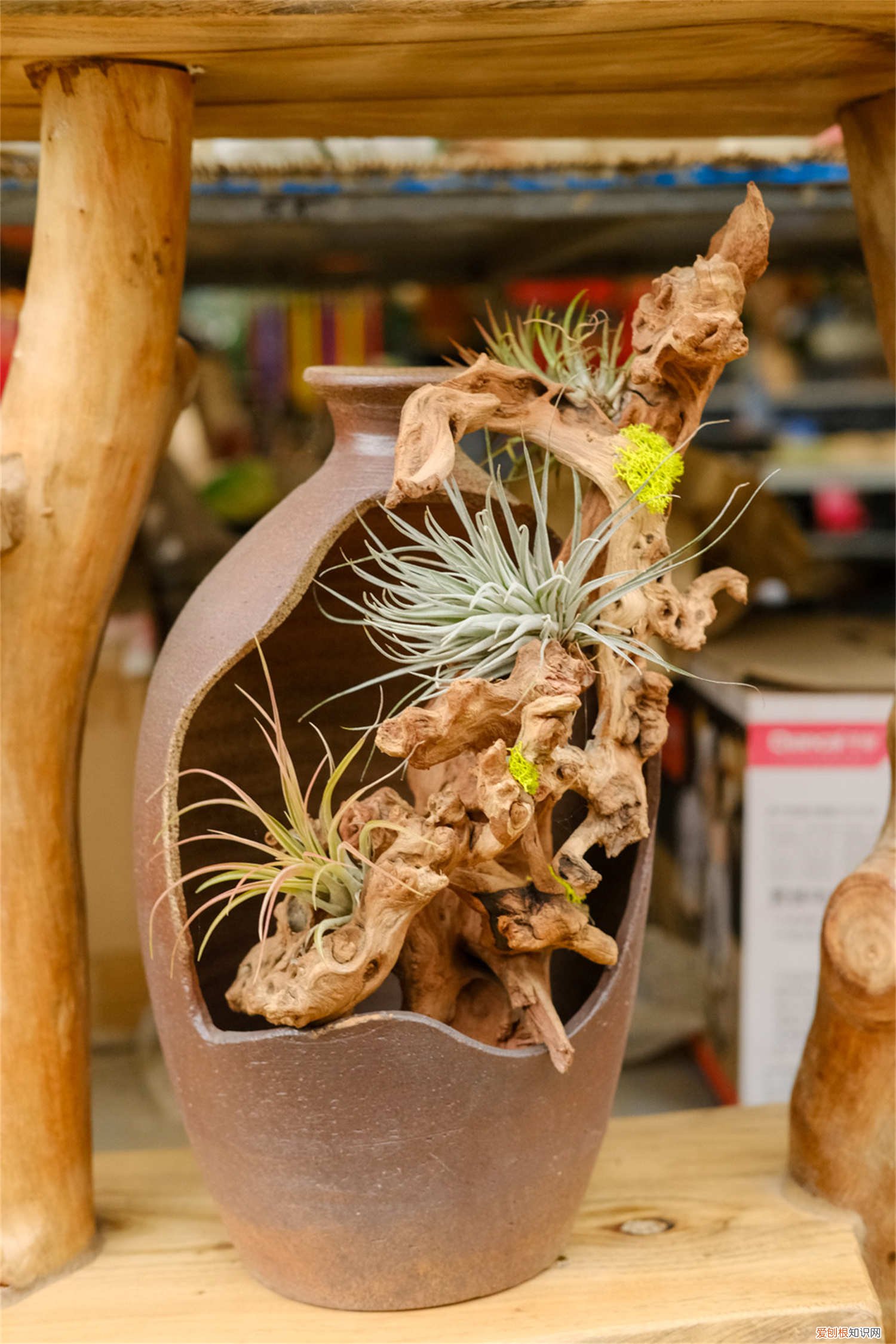 空气凤梨植物室内养殖方法 空气凤梨的养殖方法和注意事项