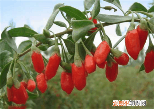 吃枸杞有什么好处 枸杞对人体的十大帮助