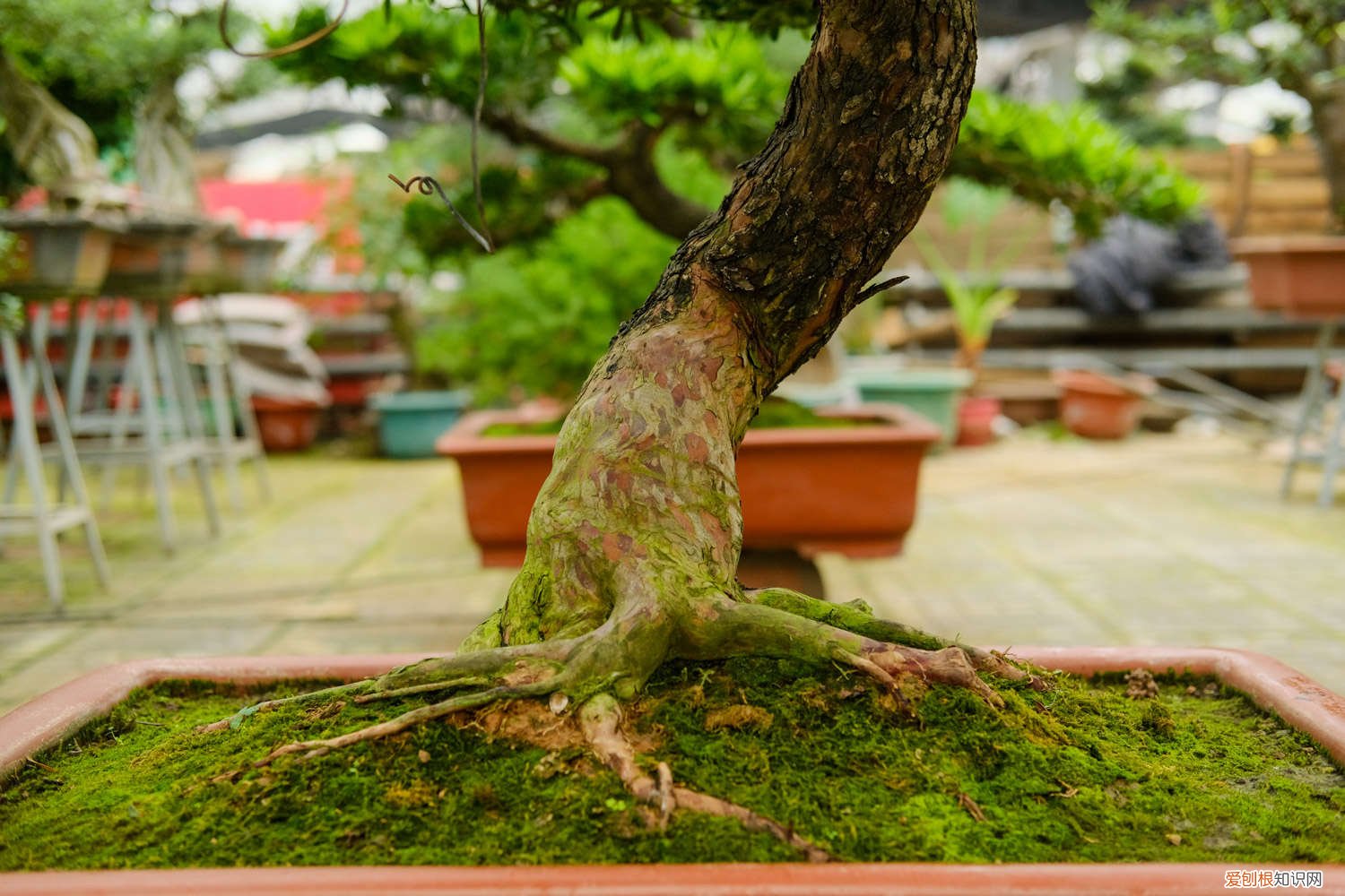 珍珠罗汉松的养殖方法和注意事项 罗汉松的养殖方法和注意事项