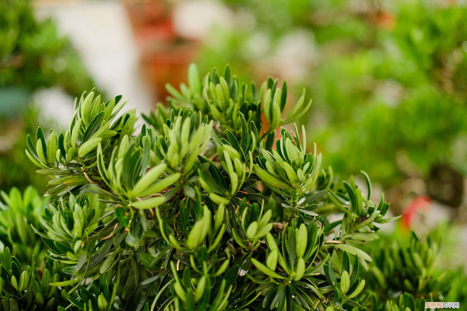 珍珠罗汉松的养殖方法和注意事项 罗汉松的养殖方法和注意事项