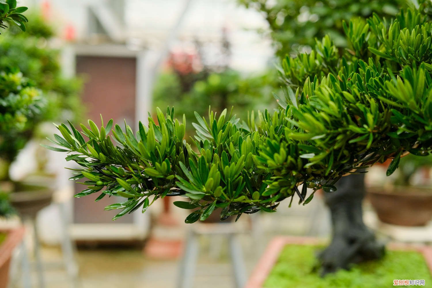 珍珠罗汉松的养殖方法和注意事项 罗汉松的养殖方法和注意事项