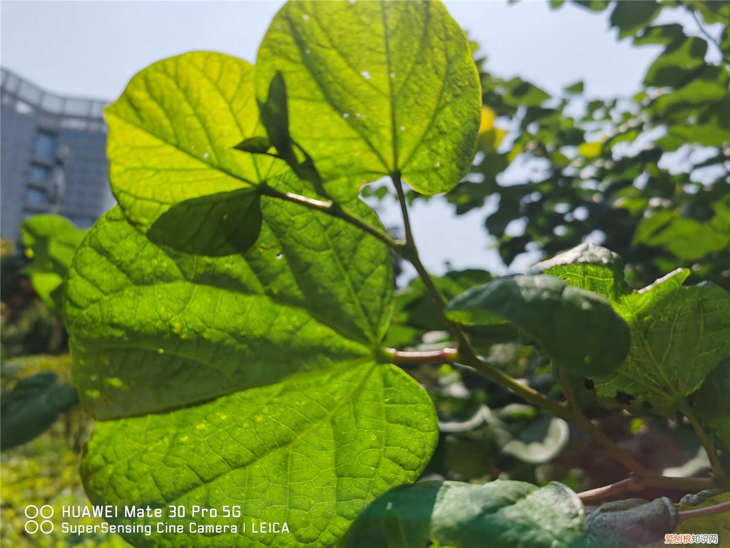 紫荆如何修剪 紫荆花盆栽注意什么，需要修剪吗