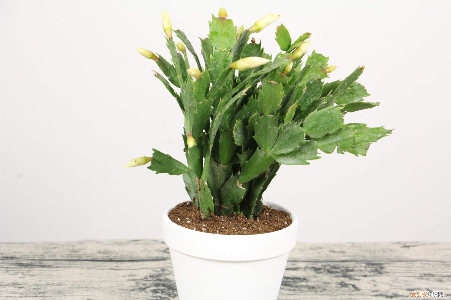 蟹爪兰怎么延长花期 蟹爪兰的花期多长时间，如何延长花期