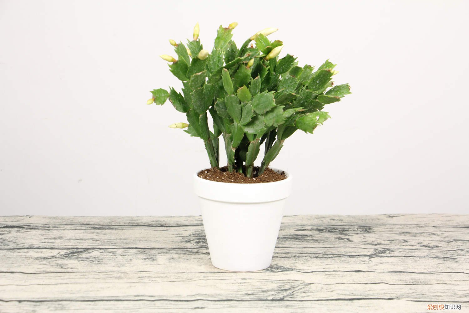 蟹爪兰怎么延长花期 蟹爪兰的花期多长时间，如何延长花期