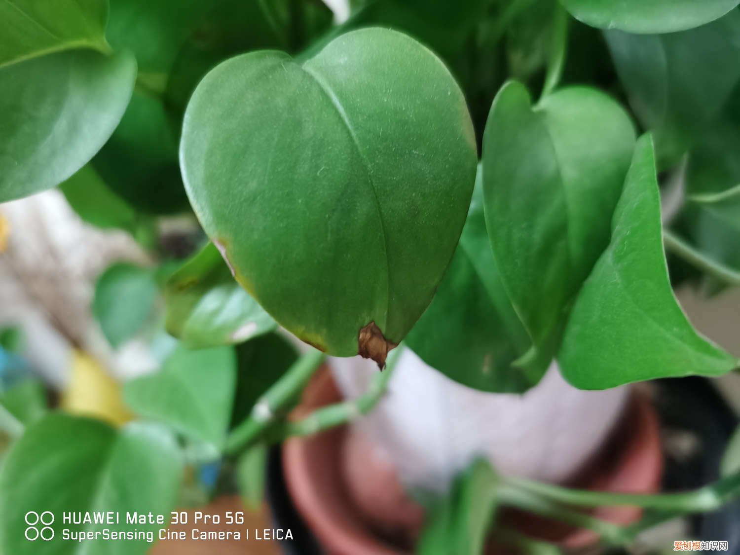 绿萝怎么养长得好快 绿萝怎么养长得好