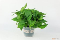 绿萝怎么养长得好快 绿萝怎么养长得好