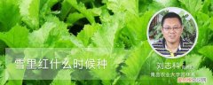 雪里红什么时候种才合适 雪里红什么时候种