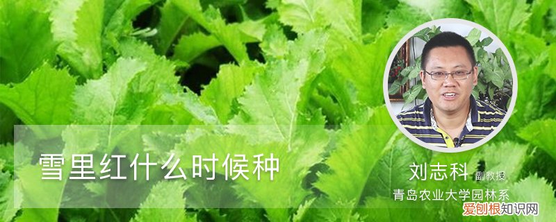 雪里红什么时候种才合适 雪里红什么时候种