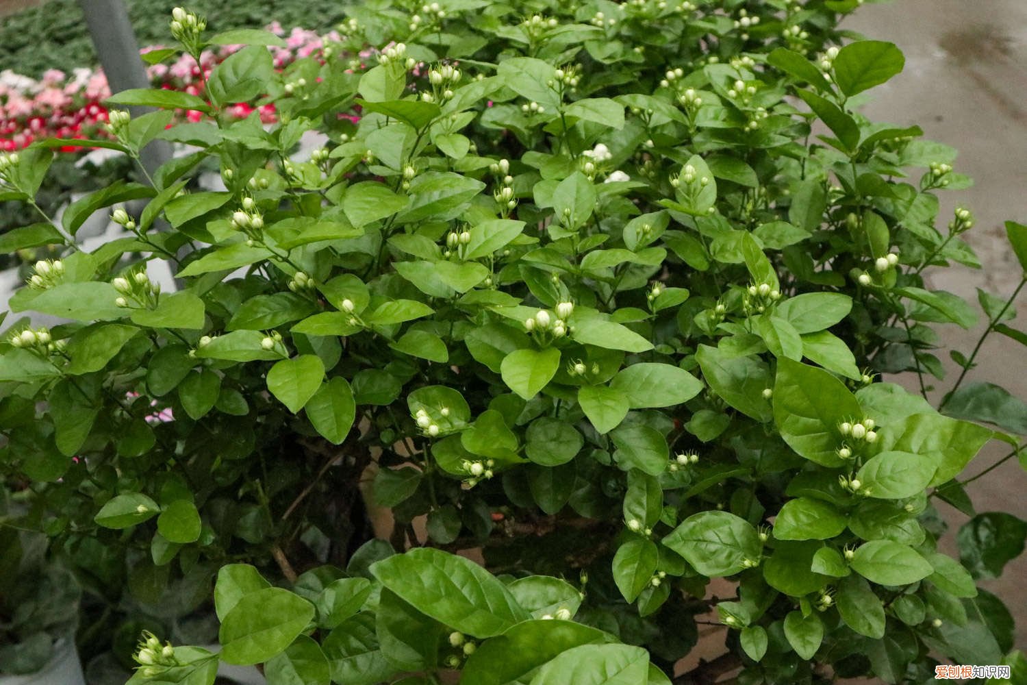 垂吊茉莉花怎么养 茉莉花怎么养