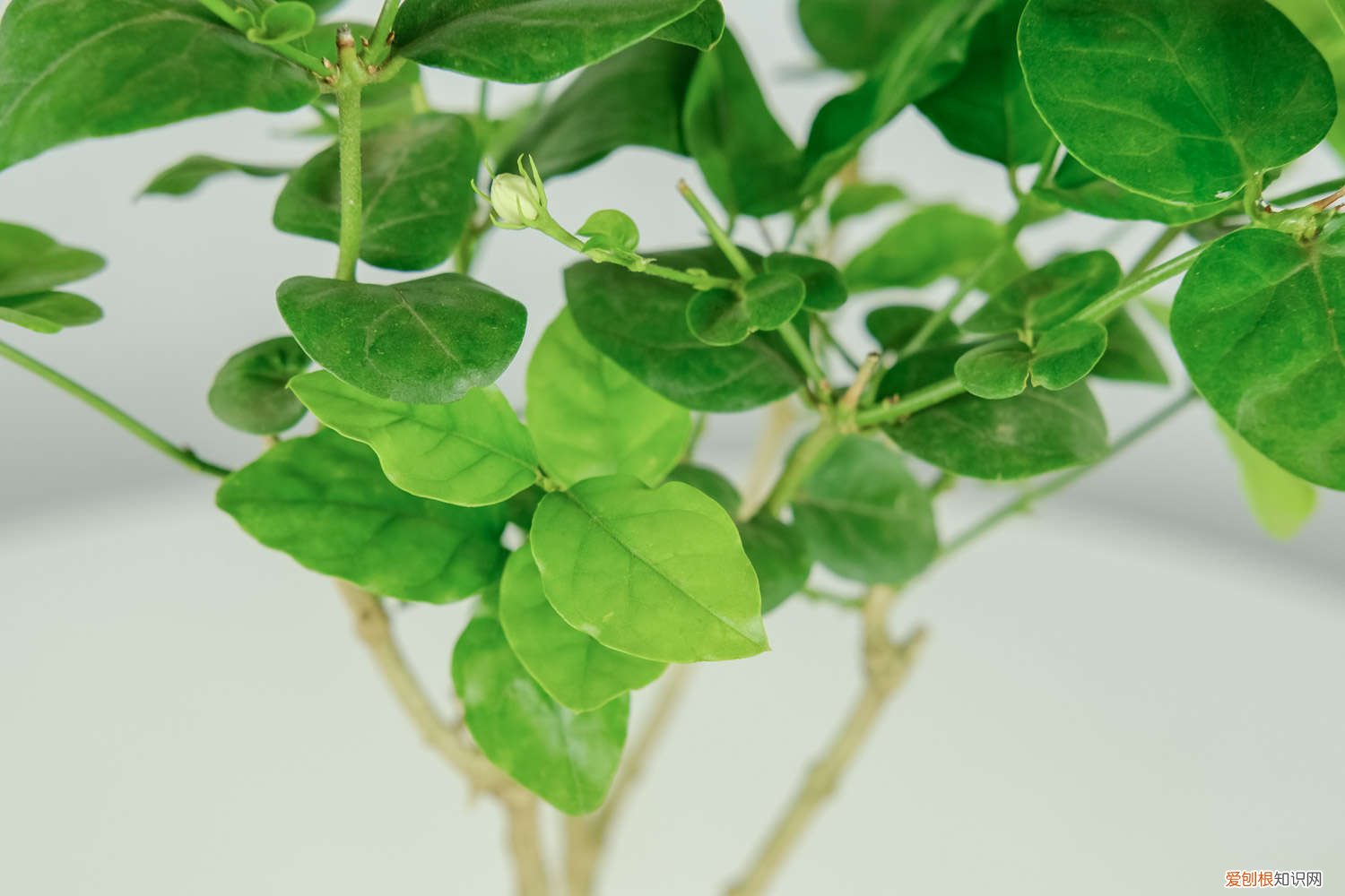 茉莉怎么浇水合适 茉莉怎么浇水