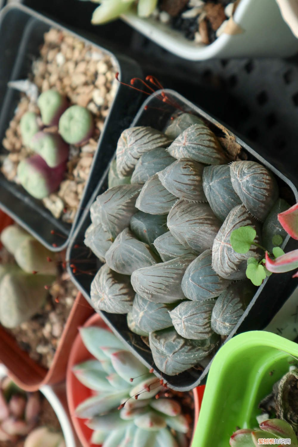 冬天玉露怎么养 玉露怎么养