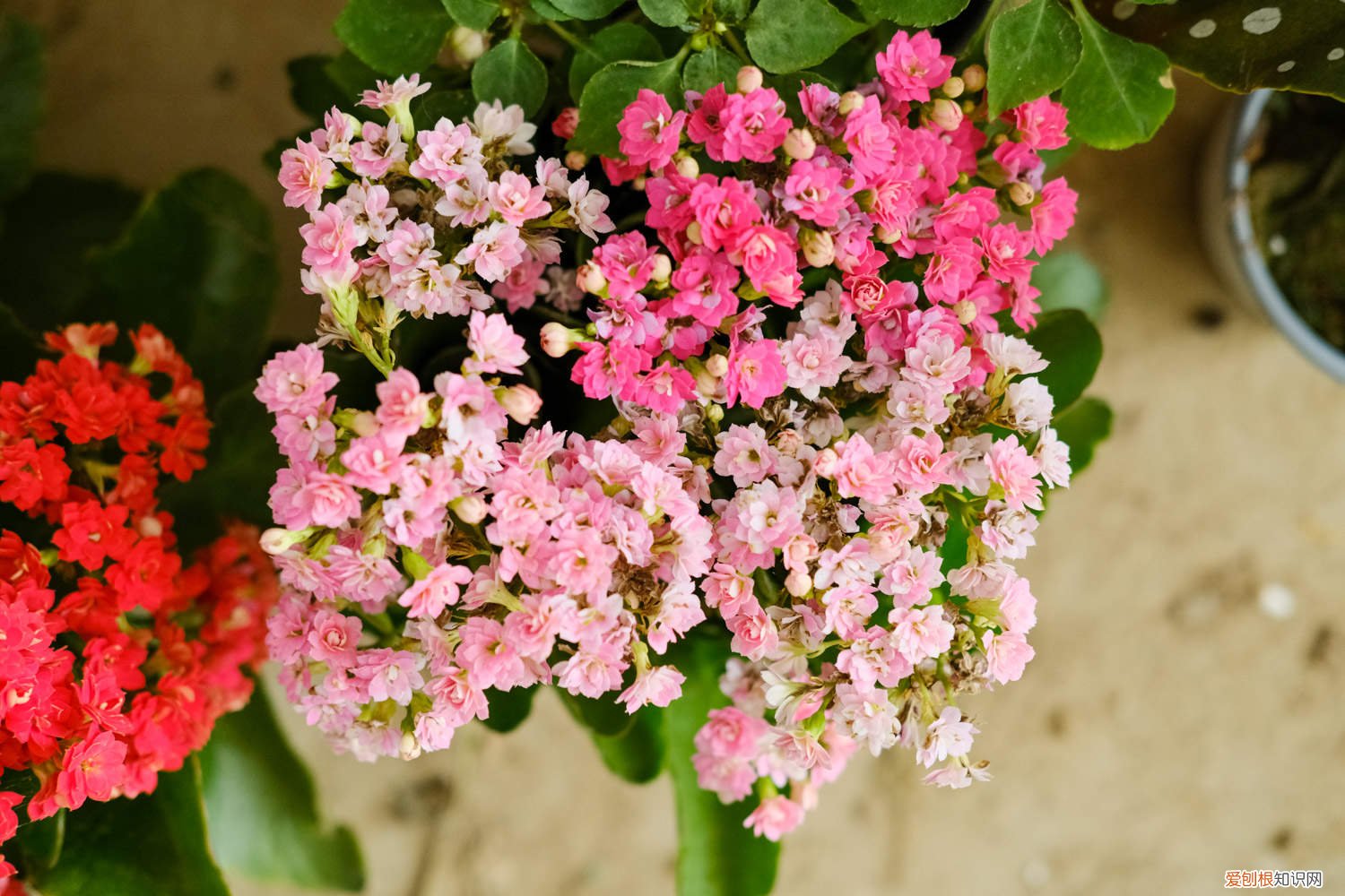 长寿花怎么不开花怎么办 长寿花怎么不开花