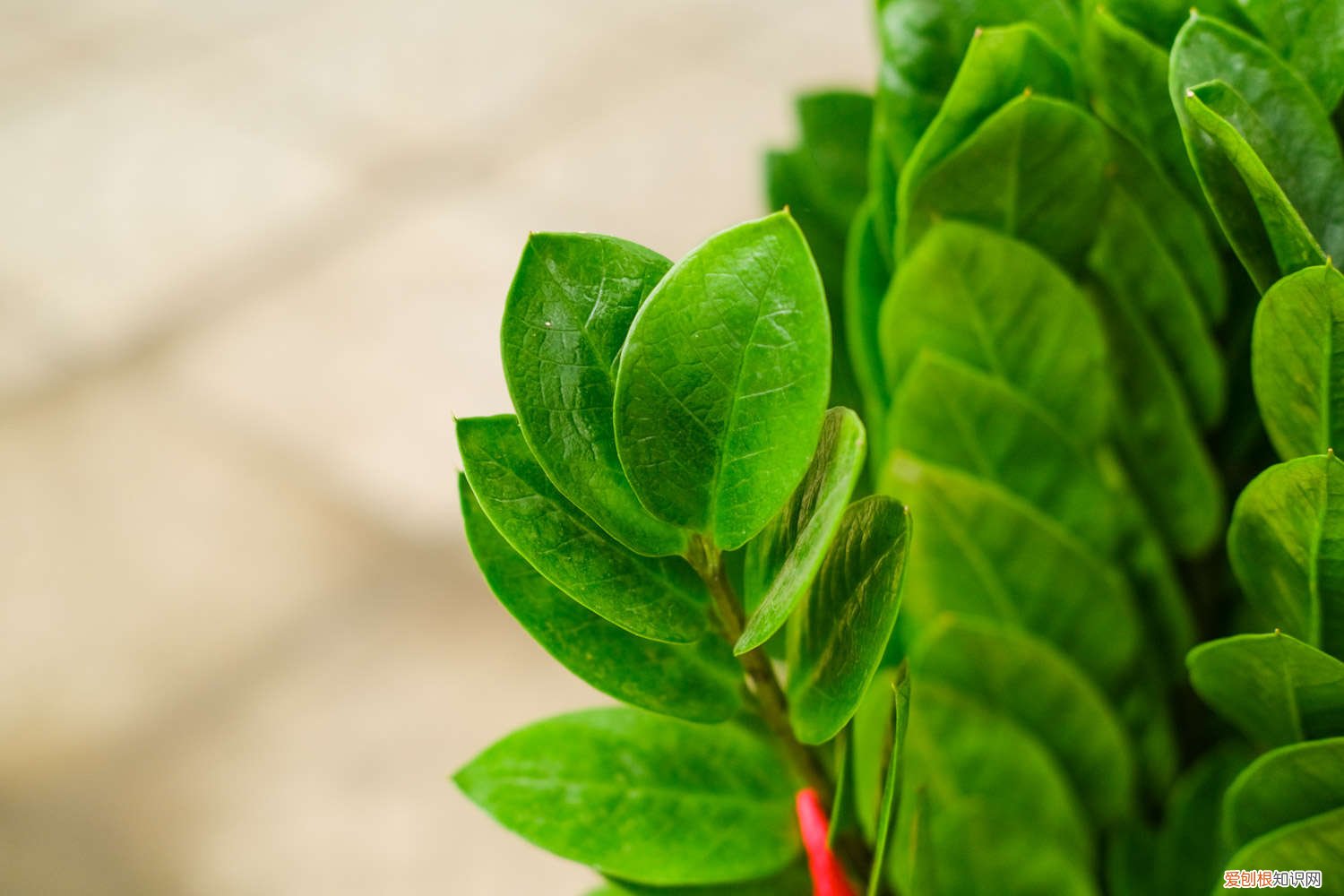 金钱树怎样浇水好 金钱树浇什么水好