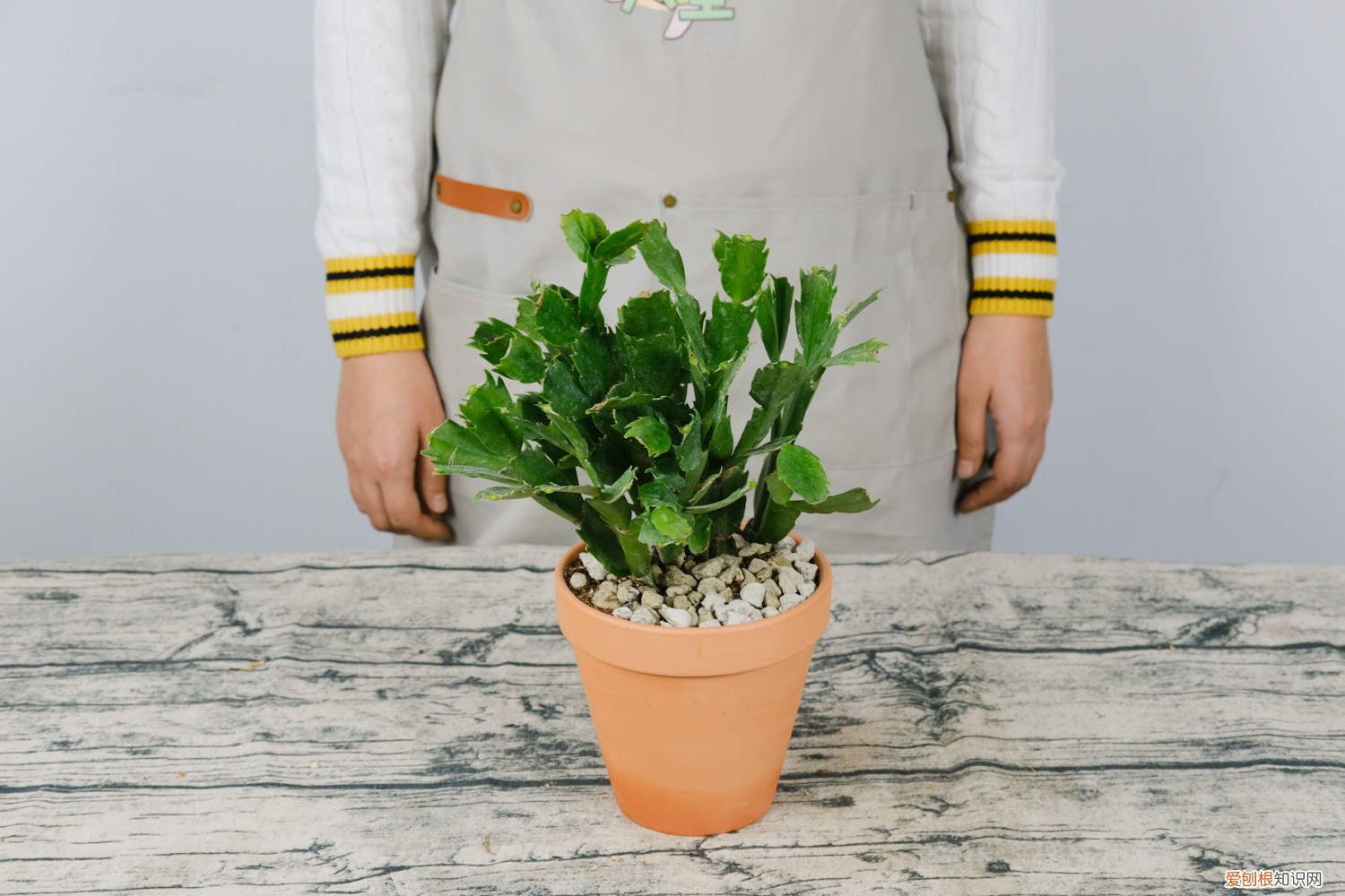 蟹爪兰长花苞时可以施肥吗 蟹爪兰有花苞了还能施肥吗，开花的时候怎么施肥浇水