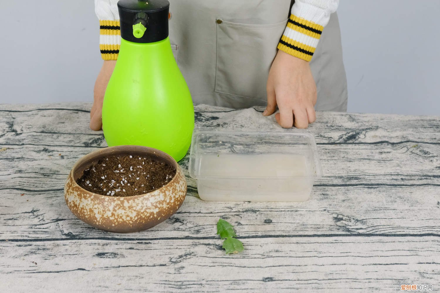 冬季如何扦插蟹爪兰 蟹爪兰秋冬季节怎样管理，秋冬季能扦插吗