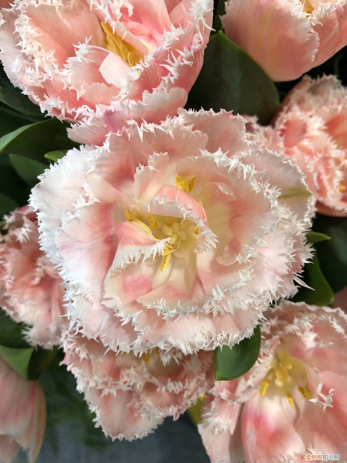 郁金香的花骨朵长什么样 郁金香夏天有花骨朵儿吗，夏天怎么养