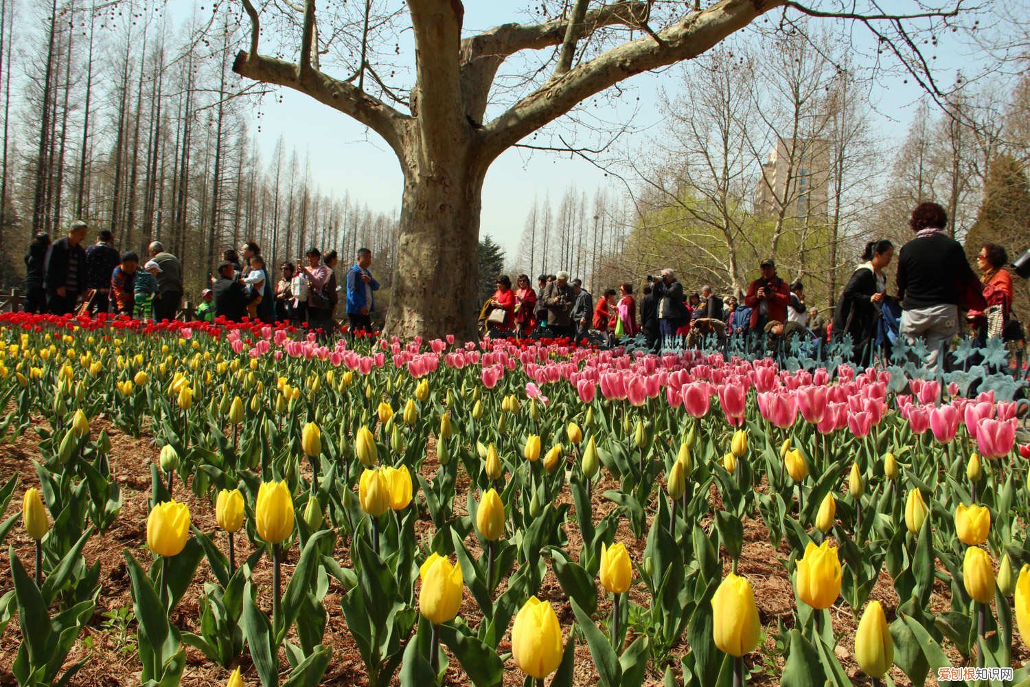 郁金香的花骨朵长什么样 郁金香夏天有花骨朵儿吗，夏天怎么养