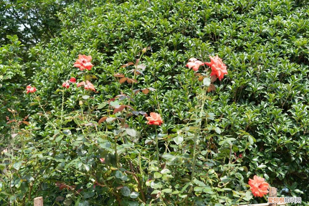 月季花如何修剪过冬 月季花冬天怎么过冬，冬天怎么剪枝
