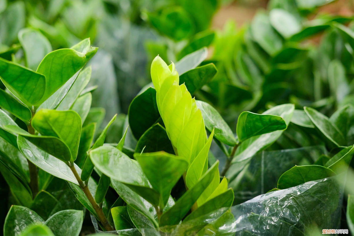 用啤酒浇金钱树可以吗 金钱树可以浇啤酒吗