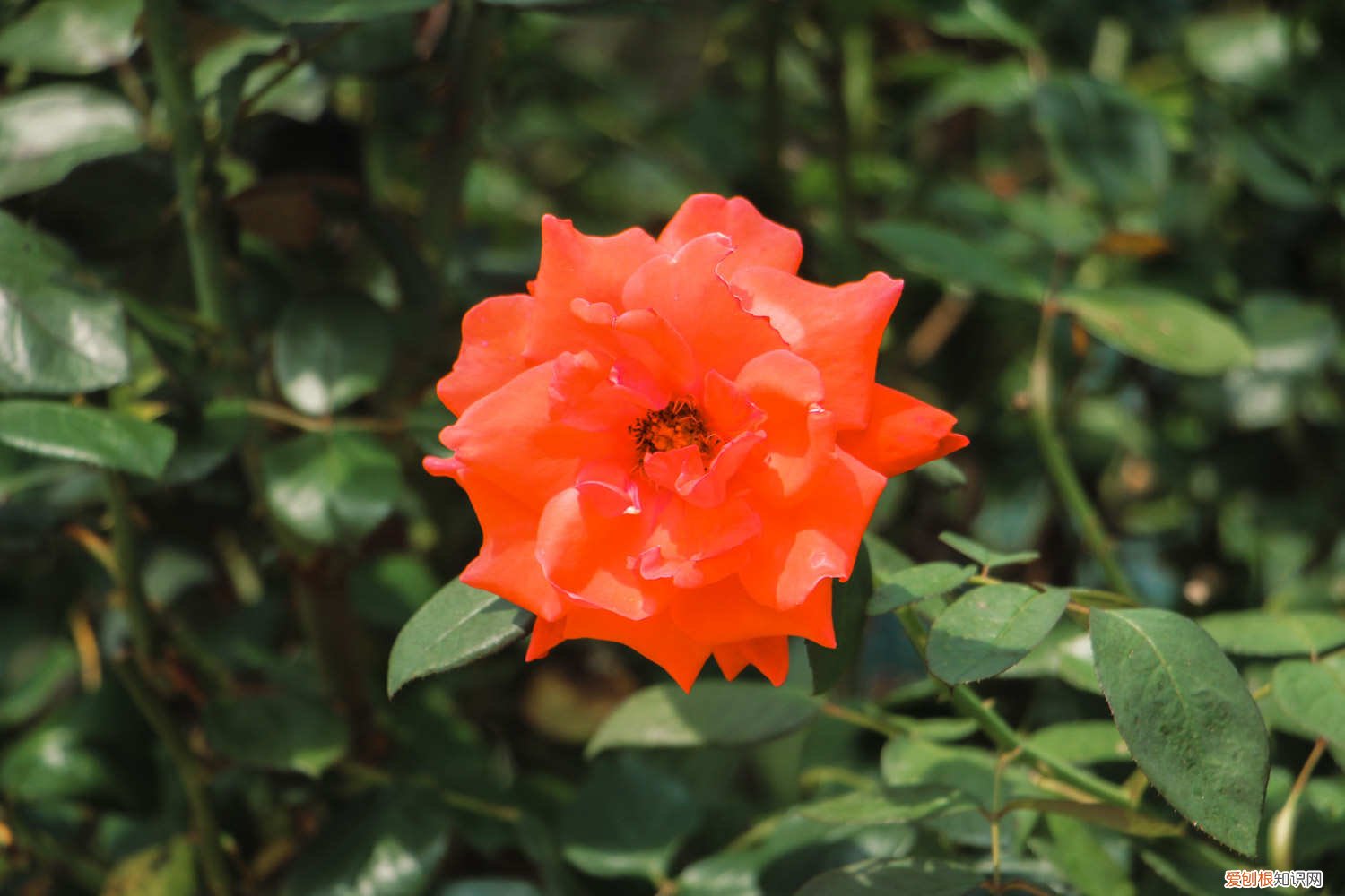 天荷繁星月季的养殖方法和注意事项 月季的养殖方法和注意事项