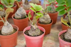 金钱树适合浇淘米水吗 金钱树可以浇淘米水吗