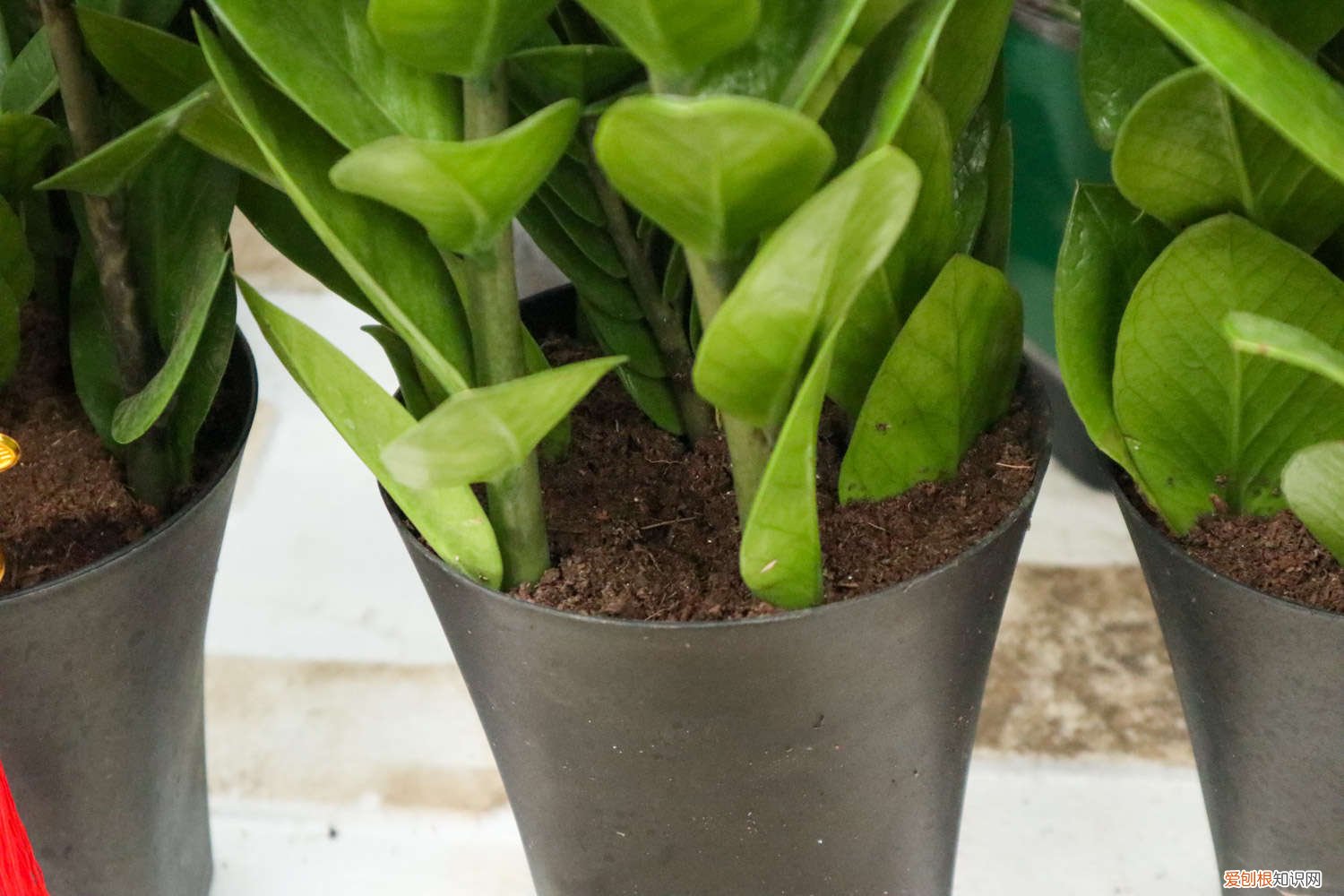 金钱木可以用阿司匹林浇水吗 金钱树能浇阿司匹林吗