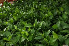 绿萝怎么养爆盆快 绿萝怎么养才能爆盆