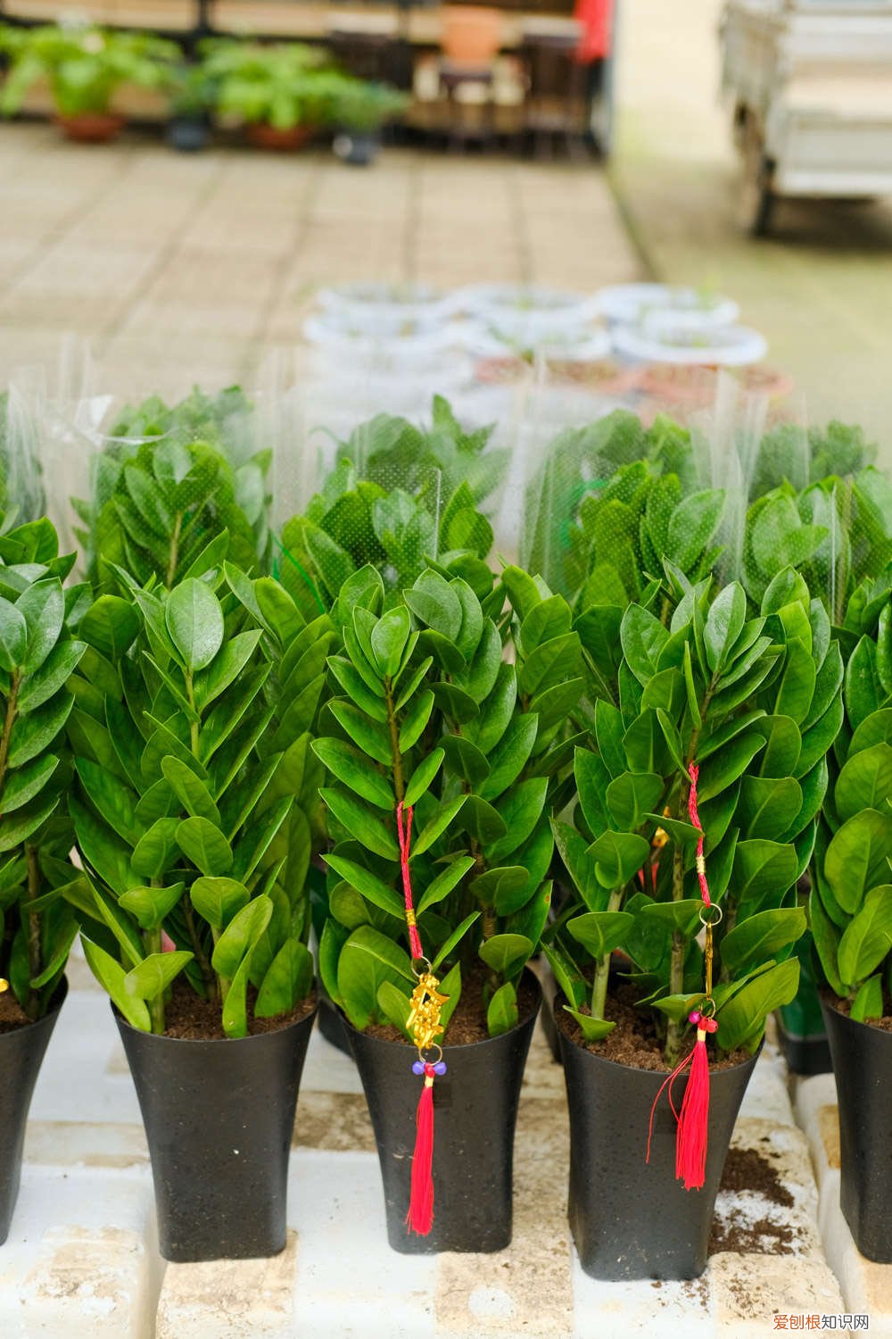 金钱树适合什么花盆养 金钱树适合什么花盆