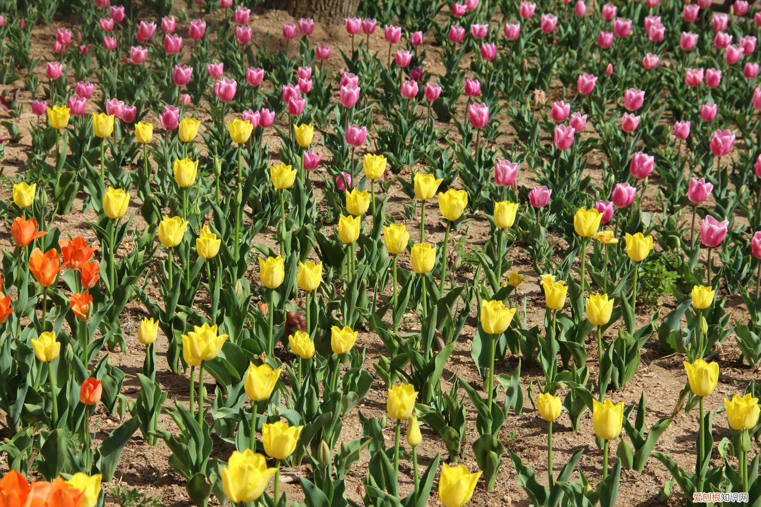 开花的郁金香的种植方法和时间 郁金香是什么季节开的，开花后的养护方法