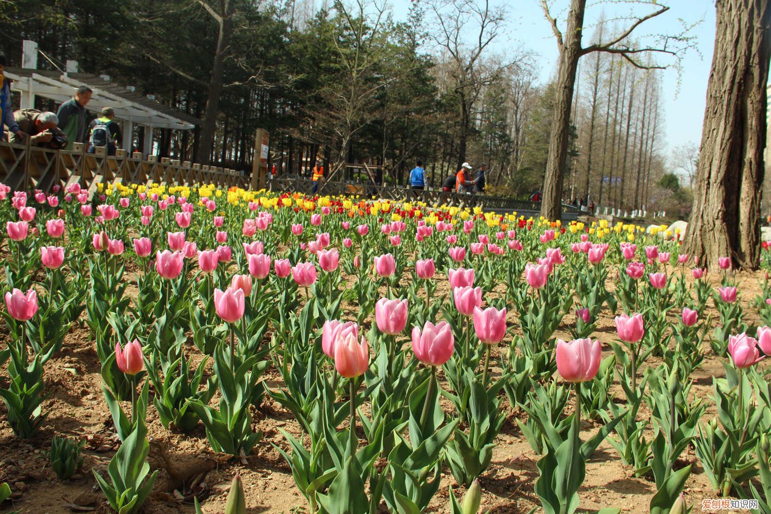 郁金香开花后可以维持多久 郁金香能开多久，如何延长花期