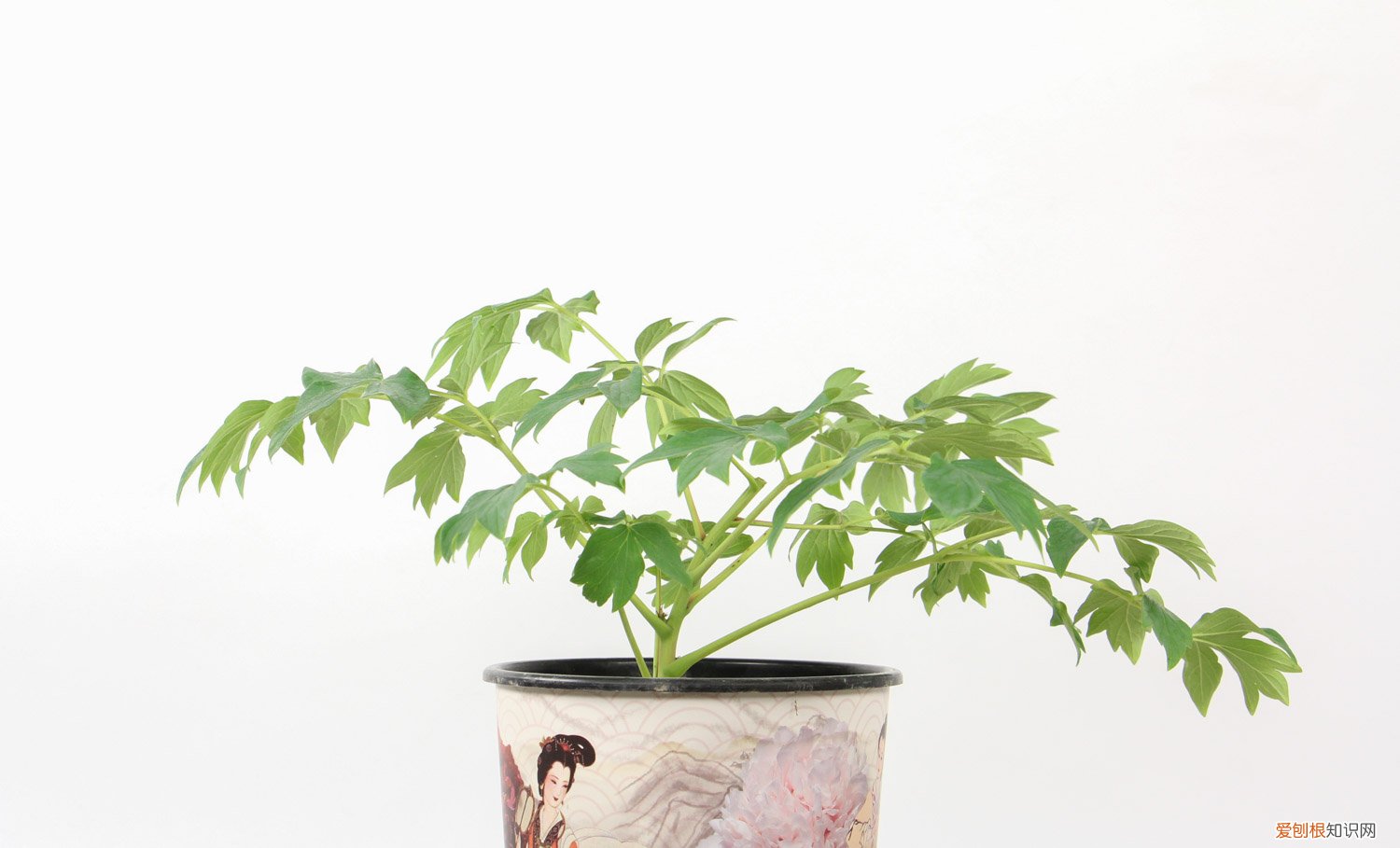 牡丹实生苗几年开花 1年牡丹幼苗盆栽注意事项，幼苗几年开花