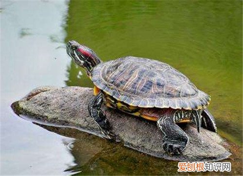 巴西龟怎么养正确饲养巴西龟的5大要求