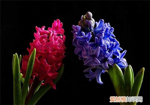风信子的花语是什么风信子的功效和作用有哪些