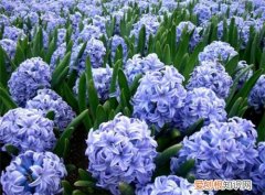 风信子的花语是什么风信子的功效和作用有哪些