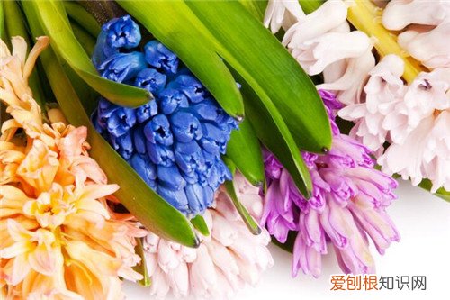 风信子的花语是什么风信子的功效和作用有哪些